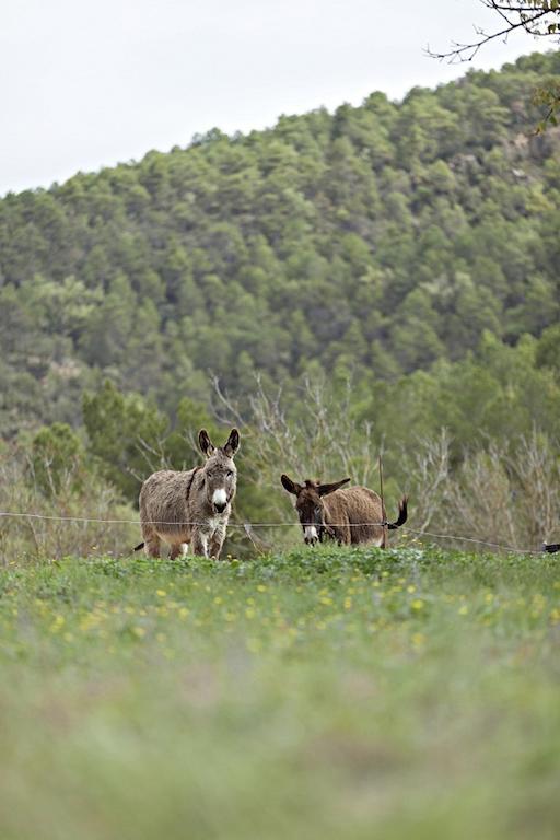 Masia Ca L'Anima 호텔 La Baronia de Rialb 객실 사진